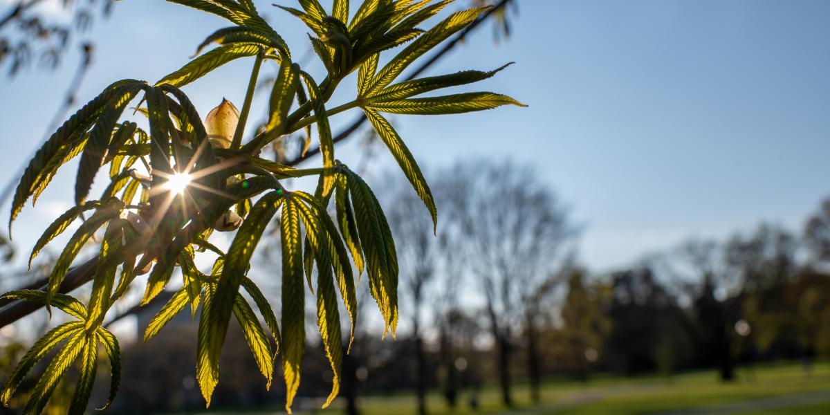 Picture of a Buckeye tree branch on Ohio State campus with the sun peering through the leaves.