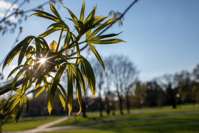 Picture of a Buckeye tree branch on Ohio State campus with the sun peering through the leaves.